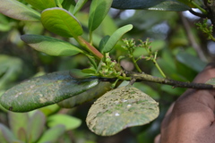 Daphniphyllum neilgherrense